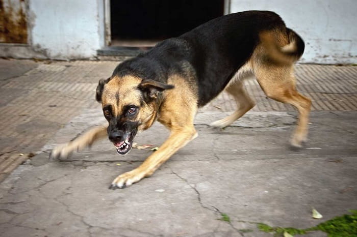 В Кузбассе бродячая собака откусила ребенку два пальца