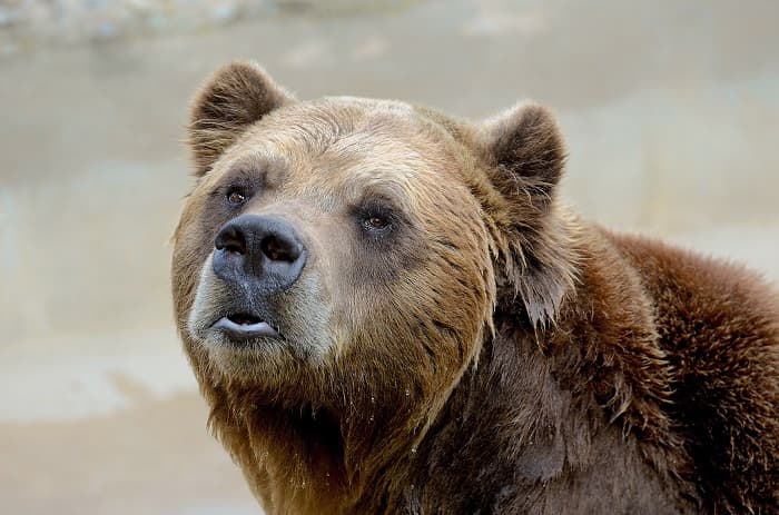 В Саратовской области медведь покалечил двух пешеходов