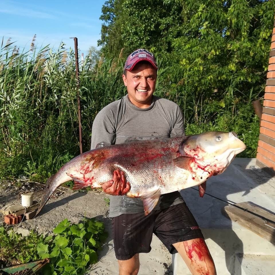 Нижегородский рыбак поймал в озере гигантского толстолобика