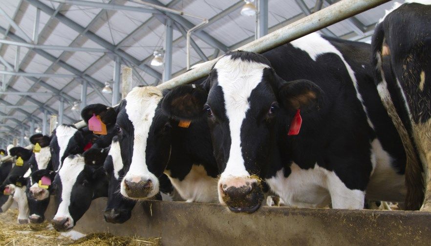 В Рязанскую область завезено почти три тысячи коров из Европы