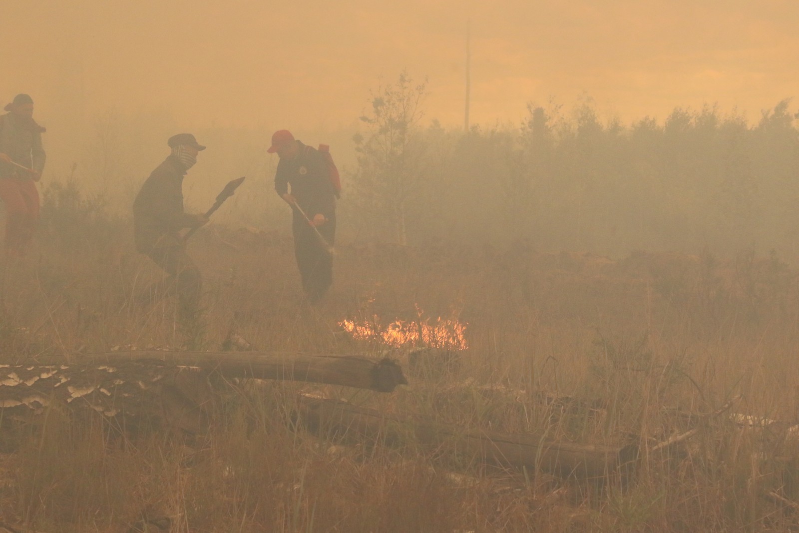 МЧС показало, как тушили лесной пожар в Рыбновском районе