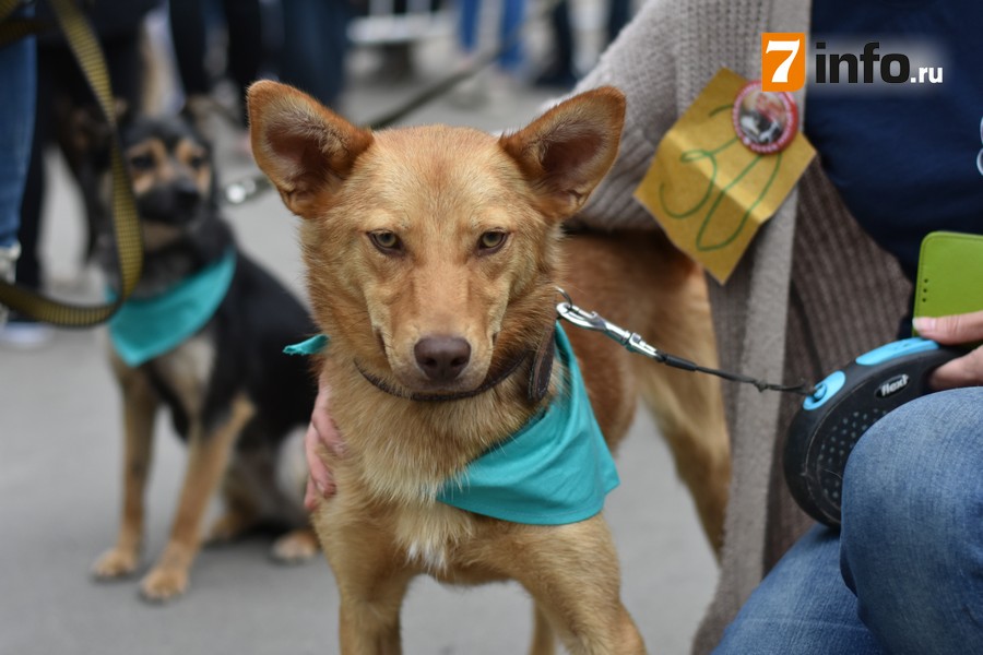 Около 40 псов участвовали в выставке бездомных собак в Рязани