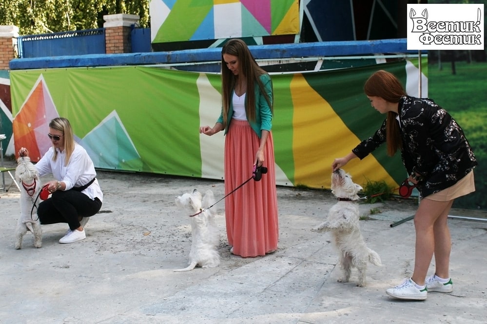 Одинаковых собак собрали на фестивале «Вестик-Фестик»