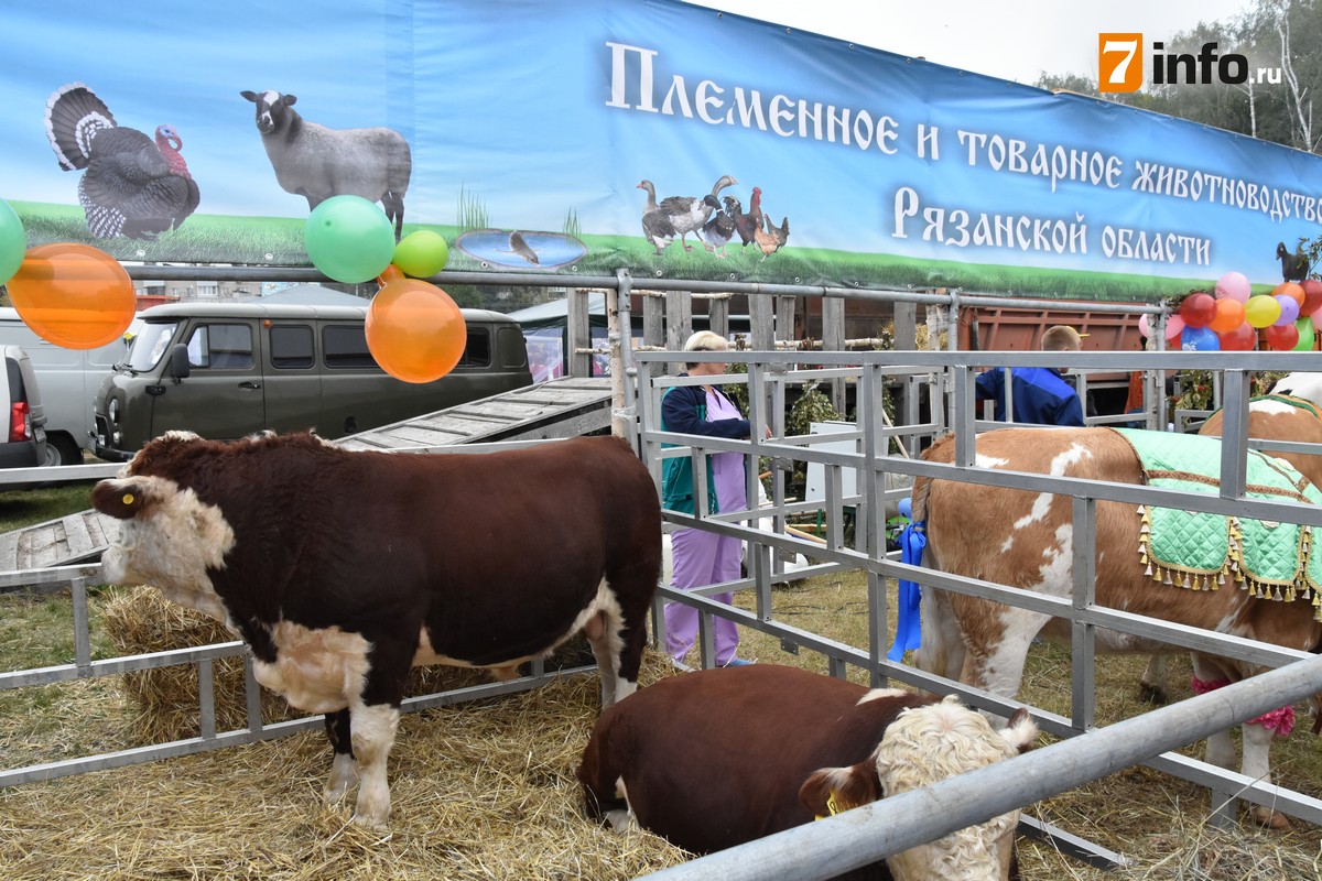 На массовый праздник урожая в Рязань привезли животных из разных районов региона