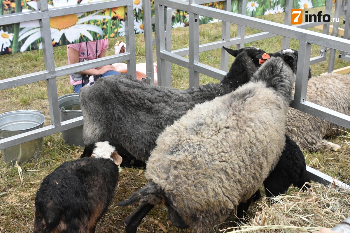 На массовый праздник урожая в Рязань привезли животных из разных районов региона