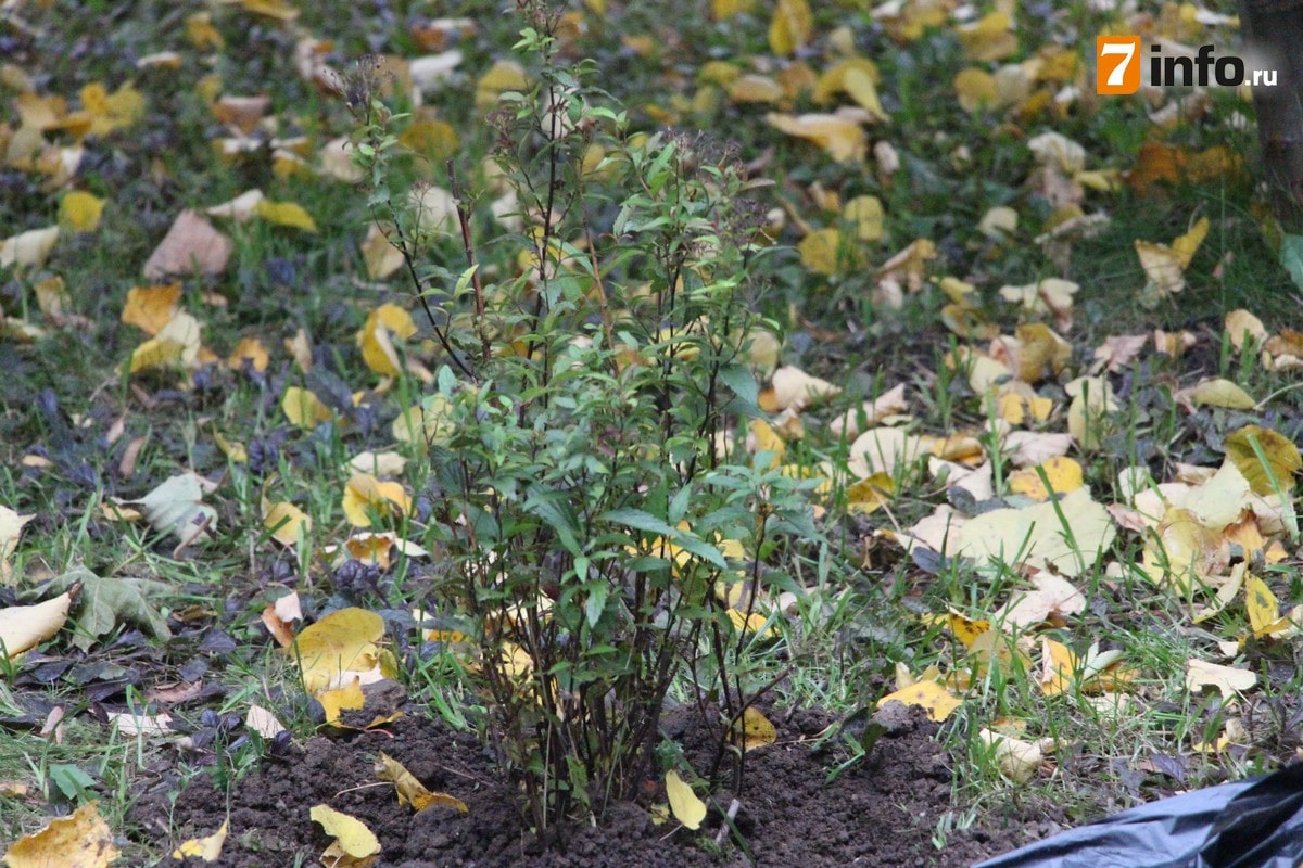 В Рязани высадили новые растения на «Аллее сохранённых жизней»