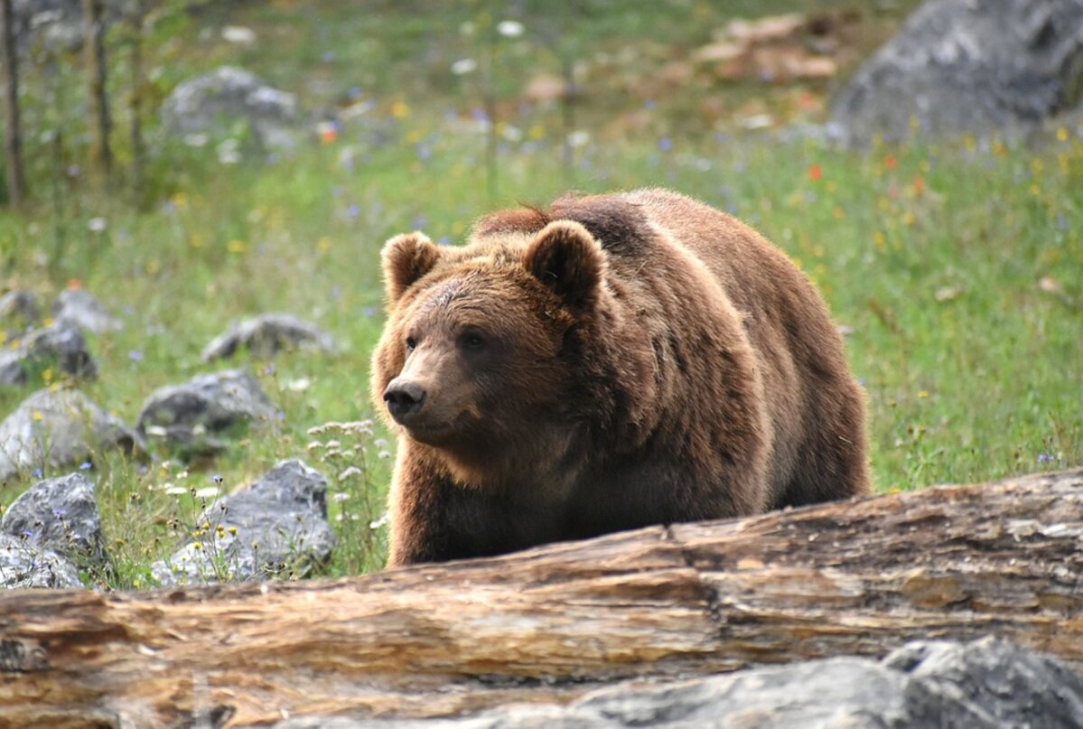 Под Хабаровском медведь напал на рыбаков и загнал их на деревья