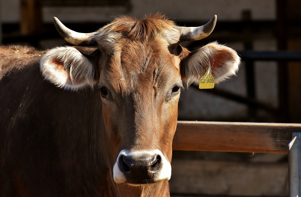 В Касимовском районе установили карантин по лейкозу крупного рогатого скота