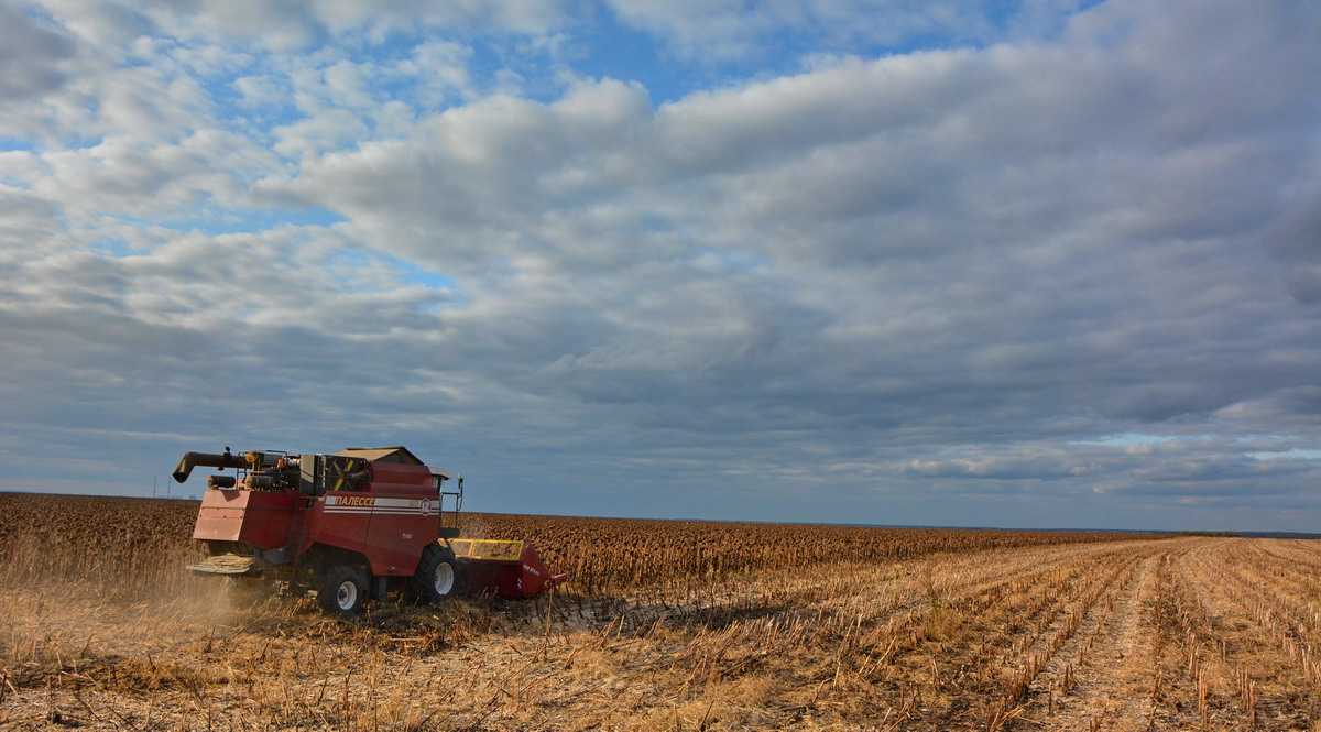 В Рязанской области убирают рекордный урожай масличных культур