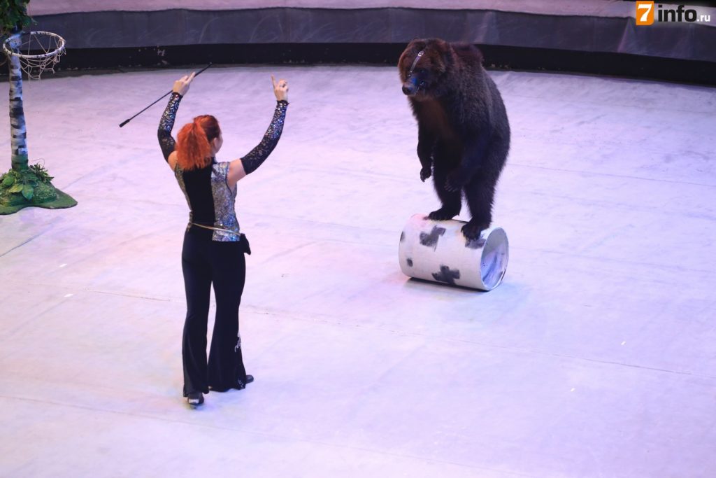 Рязанцы увидели медведей на пилоне и обезьян-пародистов