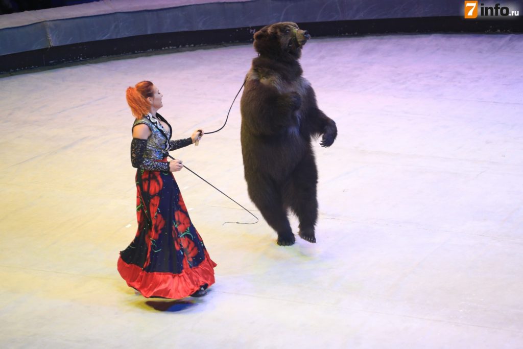 Рязанцы увидели медведей на пилоне и обезьян-пародистов