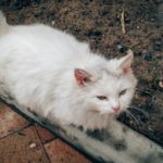 Спасо-Преображенский монастырь10