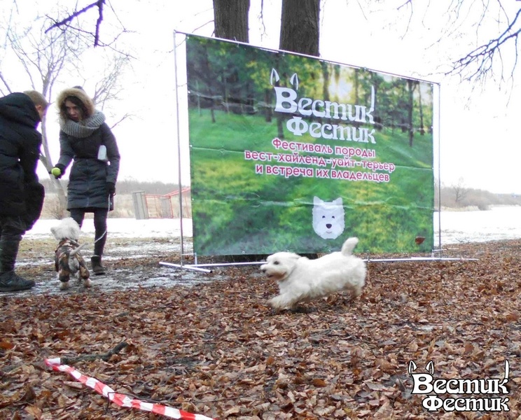 В Рязани прошла встреча владельцев собак породы вест хайленд уайт терьер