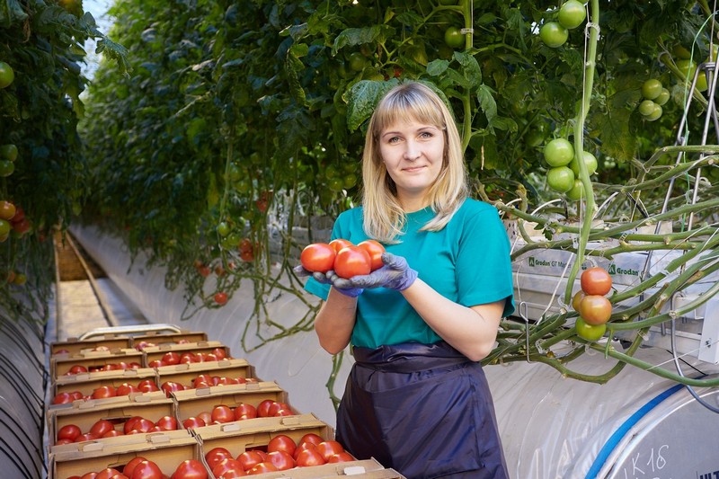 Производство тепличных овощей в Рязанской области выросло в 15 раз