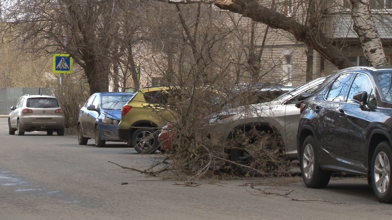 В Рязани сильный ветер повалил дерево на автомобили