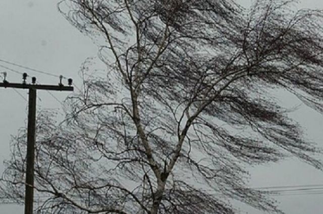 МЧС выпустило ветреное метеопредупреждение для Рязанской области