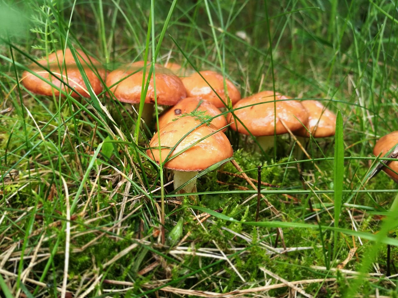 В Рязанской области открыли грибной сезон