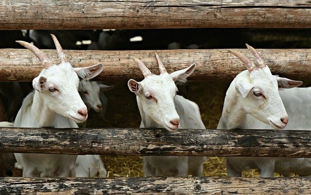В Сасовском районе женщина угрожала убить соседа из-за коз