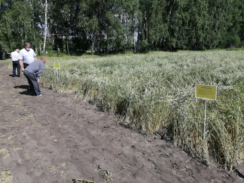 День поля в Рязанской области: От первого снопа до техники нового поколения