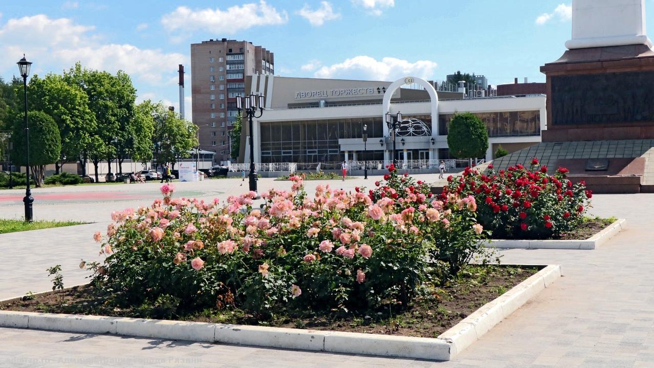 С клумбы в центре Рязани украли несколько кустов роз