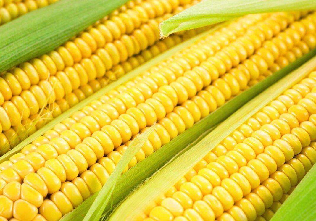 соцсети кукурузы почему выкладывают