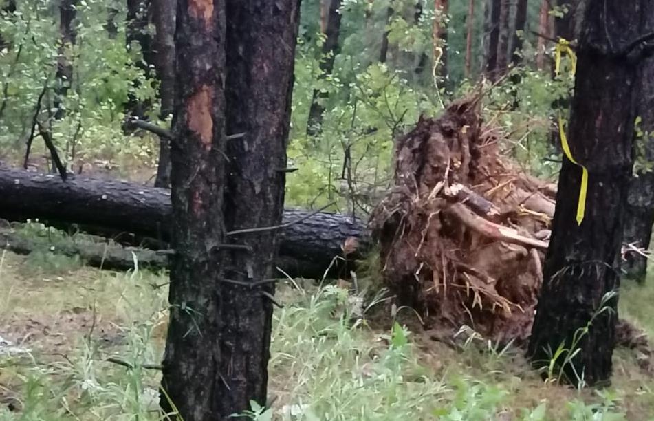 В Рязанской области ураган повалил деревья