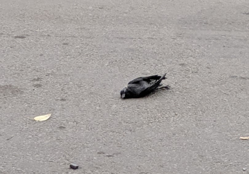 В Рязани вновь погибли птицы