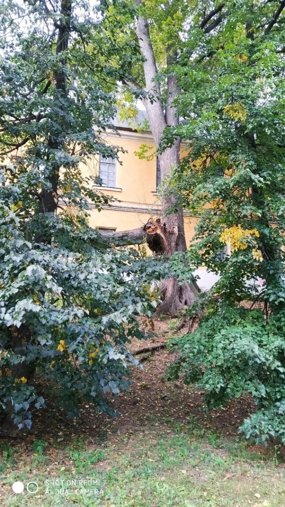 В парке в центре Рязани дерево упало рядом с детской площадкой