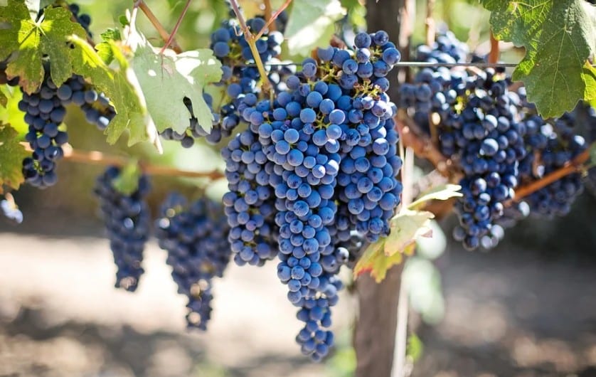 Как выбрать вкусный виноград