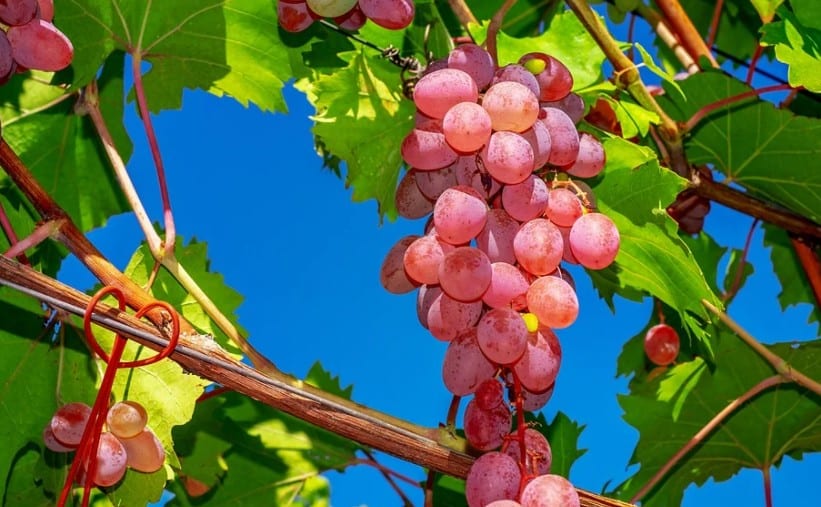 Как выбрать вкусный виноград
