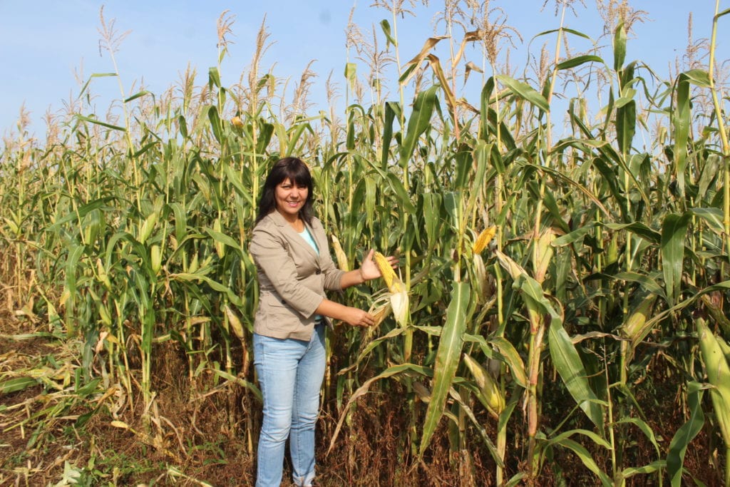 В Скопинском районе намолотили 11 000 тонн кукурузы