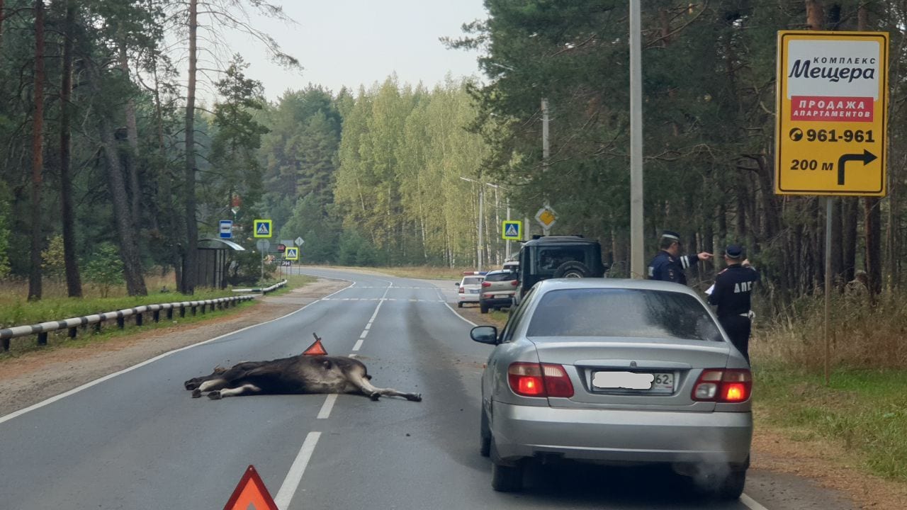По дороге на Солотчу автомобиль сбил лося
