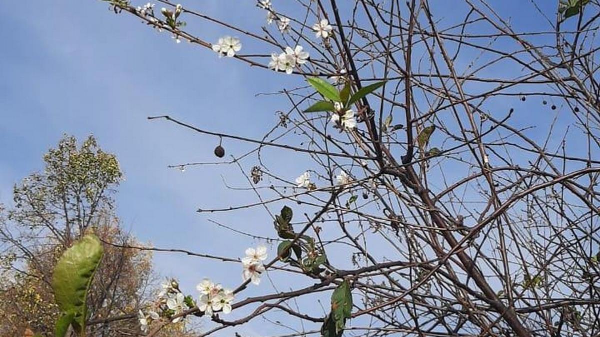 Почему большинство деревьев цветет до распускания. Начало цветения вишни. Вишня цветёт осенью. Тирасполь черешня цветет.