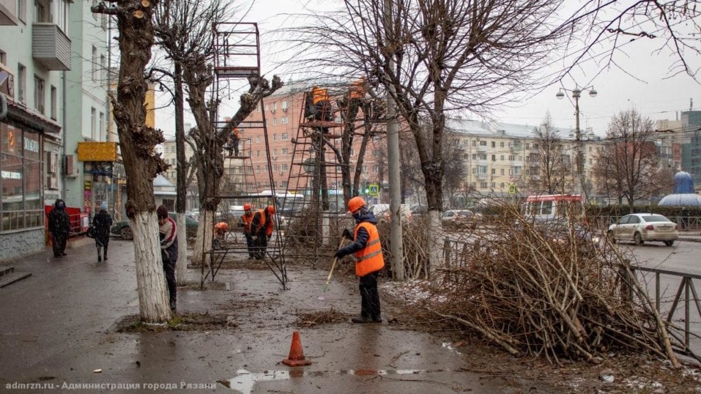 На улице Циолковского в Рязани начали обрезать липы