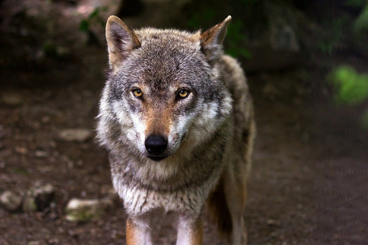 В Астрахани на берегу водоема волчица напала на охотника