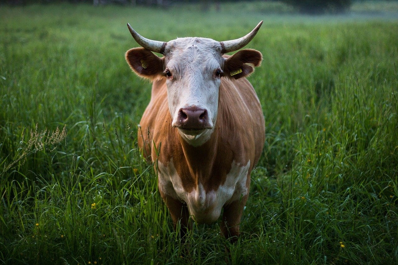 В Рязани установили карантин по лейкозу крупного рогатого скота