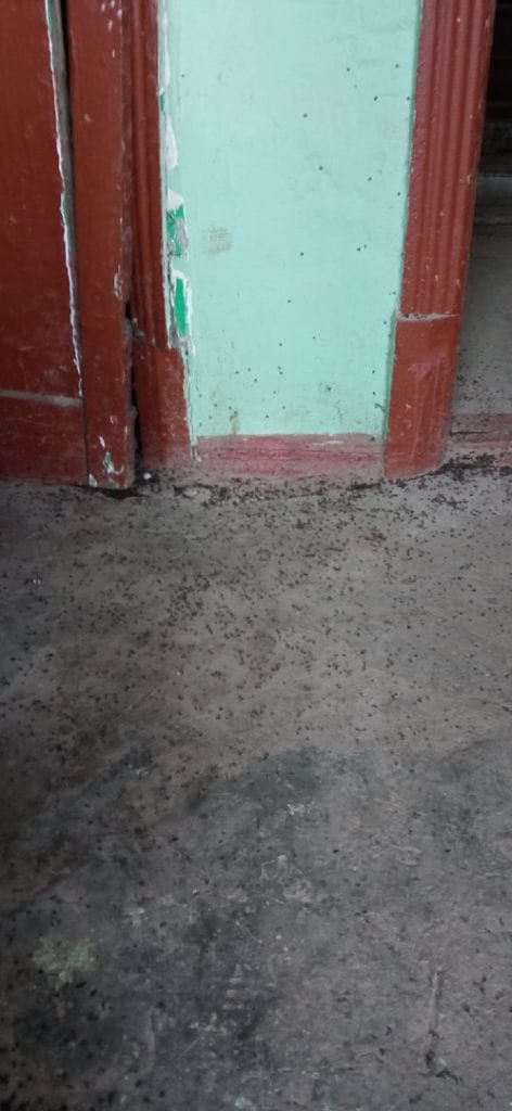 Жители многоквартирного дома в Рязани пожаловались на нашествие мух