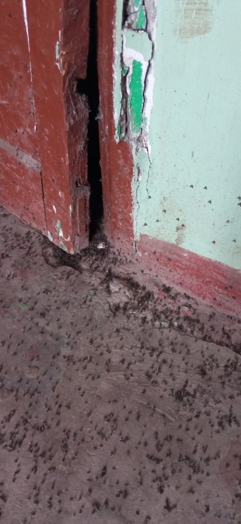 Жители многоквартирного дома в Рязани пожаловались на нашествие мух