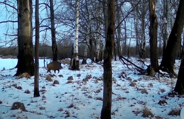 В Окском заповеднике сняли новогодний ролик с участием рыси и кабана
