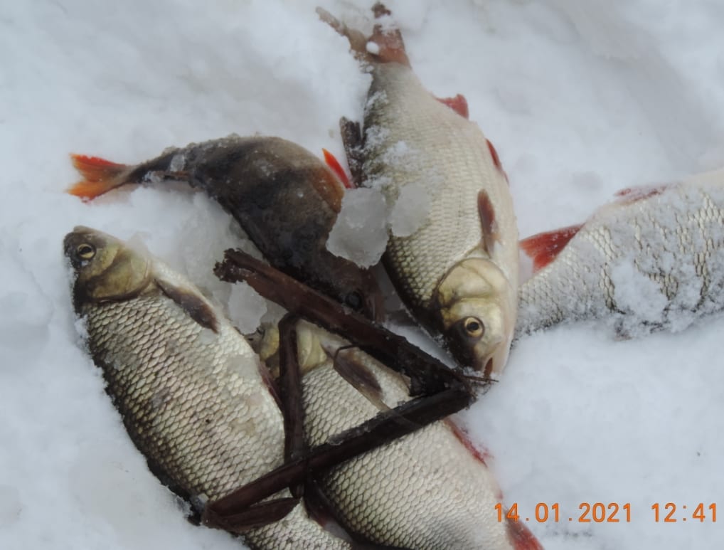 На реке Усмань Липецкой области специалисты обнаружили замор рыбы