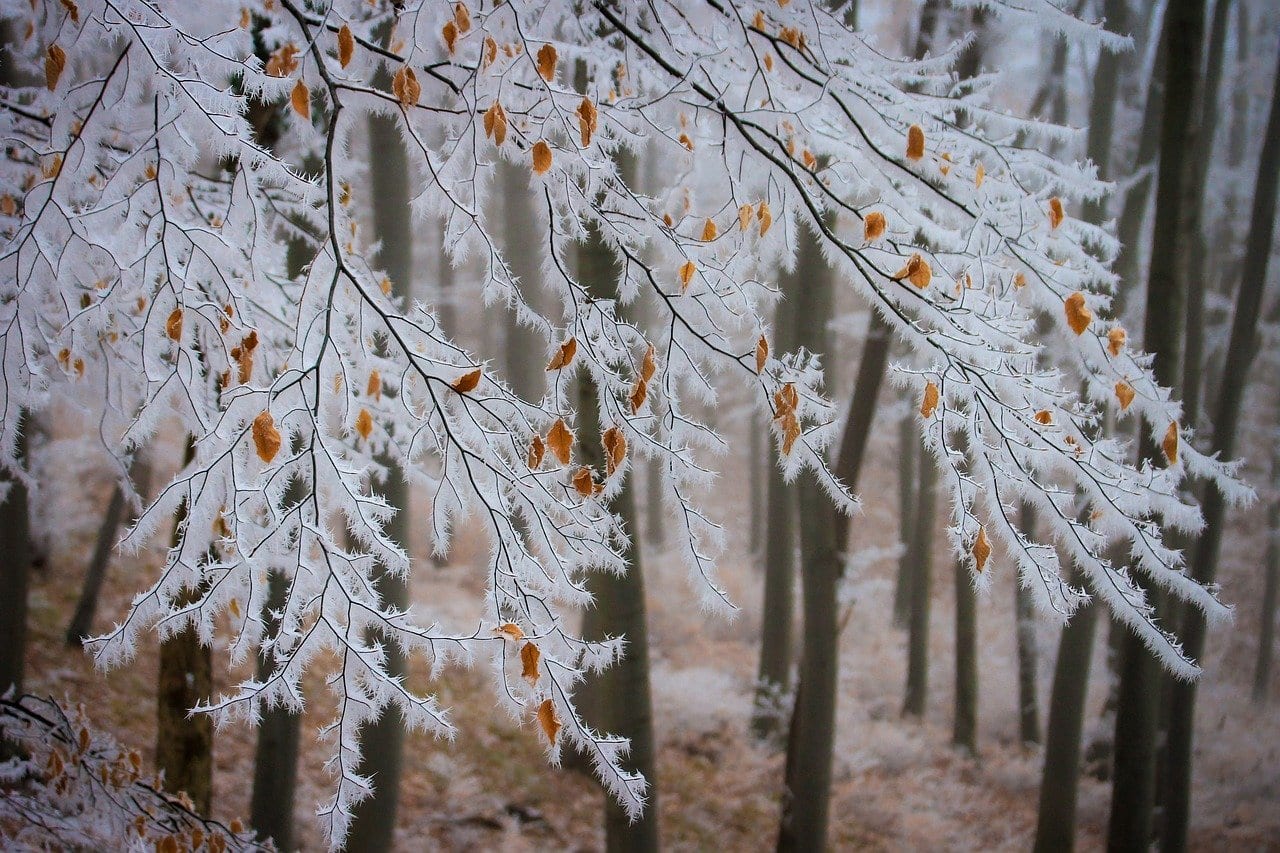 МЧС по Рязанской области выпустило метеопредупреждение о морозе