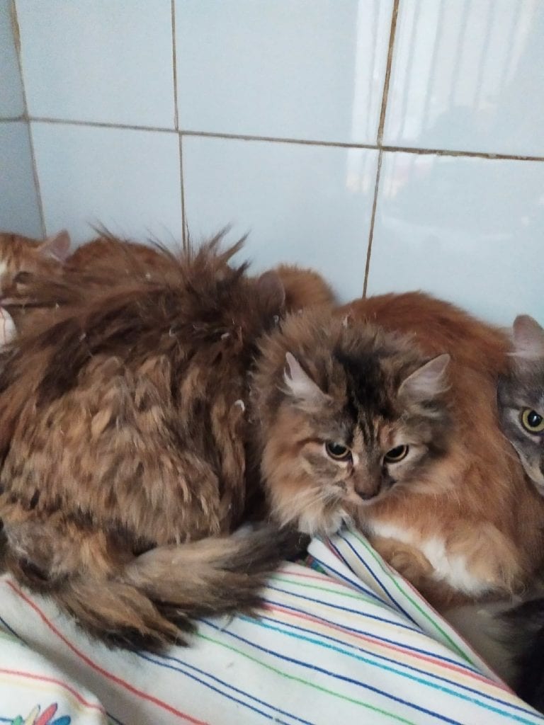 Из квартиры рязанской пенсионерки вывезли 17 кошек, которых специалисты ловили три часа