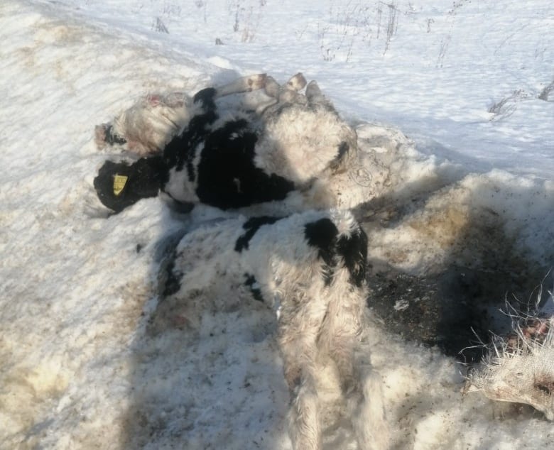Мёртвых телят выбросили на трассе в Рязанской области