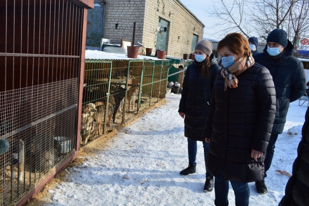 14 млн рублей выделили Рязани на отлов, вакцинацию и стерилизацию бездомных собак