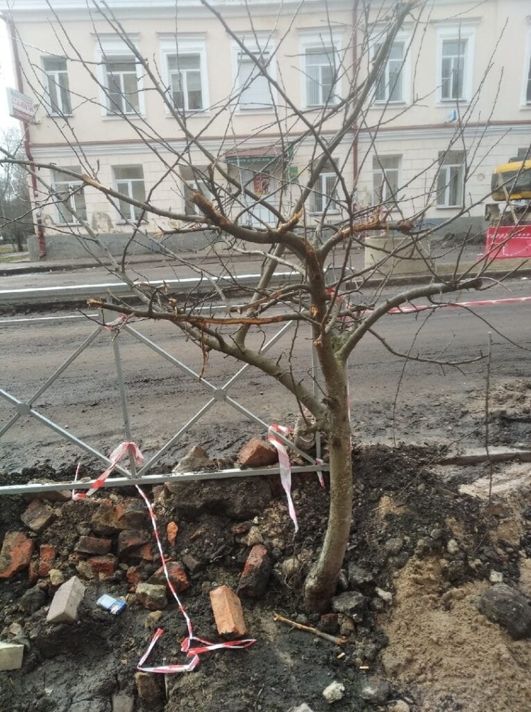 Активисты поговорят с подрядчиком реконструируемой улицы Ильина в Великом Новгороде об обрезке яблонь