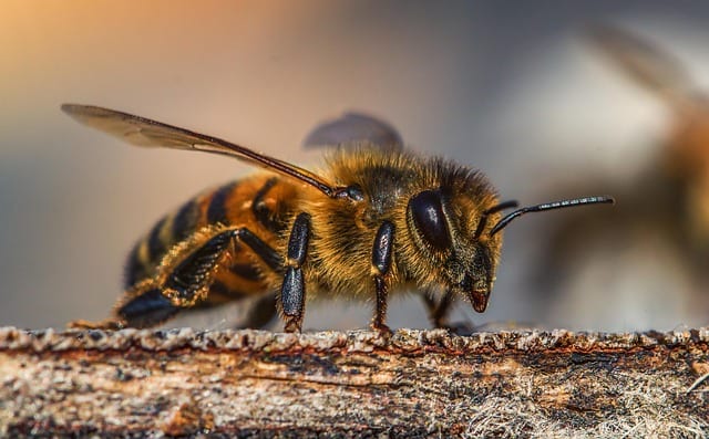 Народные приметы 30 апреля: что нельзя и что можно делать в день Зосимы-Пчельника