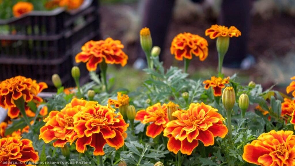 Ко Дню Победы в Рязани высадят 10 тысяч цветов