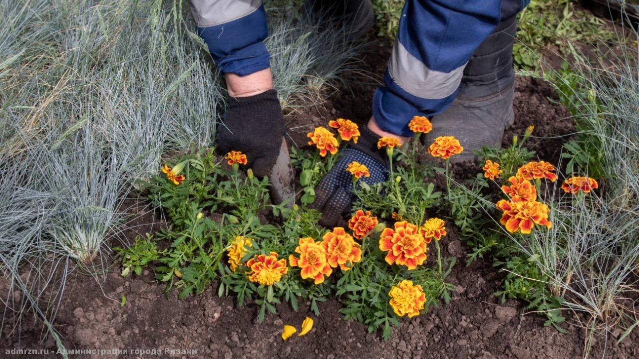 Ко Дню Победы в Рязани высадят 10 тысяч цветов