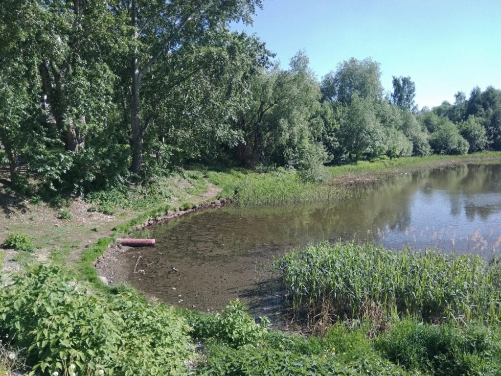 В Рязани сильно обмелел Черезовский пруд в Дашково-Песочне