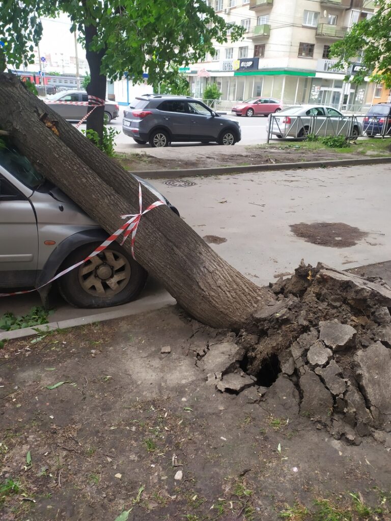 Дерево упало на автомобиль в центре Рязани